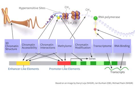 encode encore confidence|A User’s Guide to the Encyclopedia of DNA Elements (ENCODE).